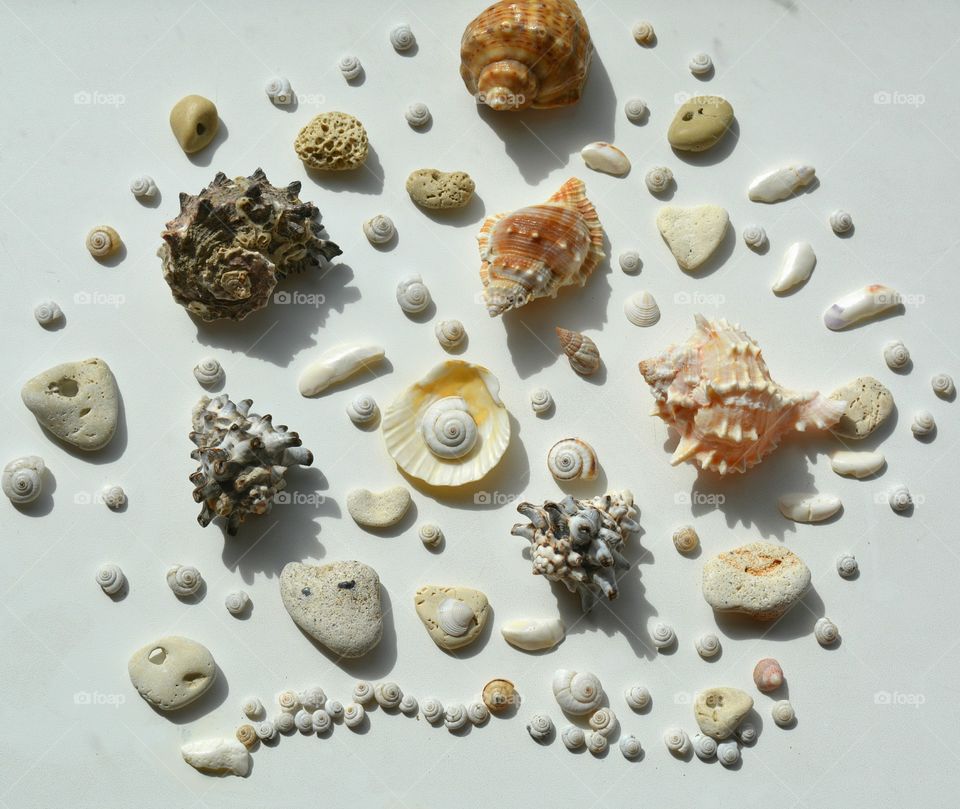 Collection, Shell, Seashell, Desktop, Food