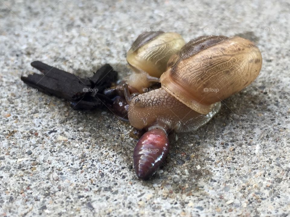 Snails eating a worm