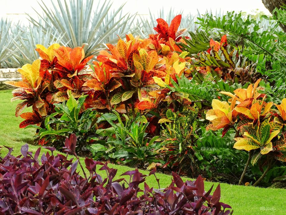 Tropical Flowers. Colorful Tropical Plants In Cancún Mexico
