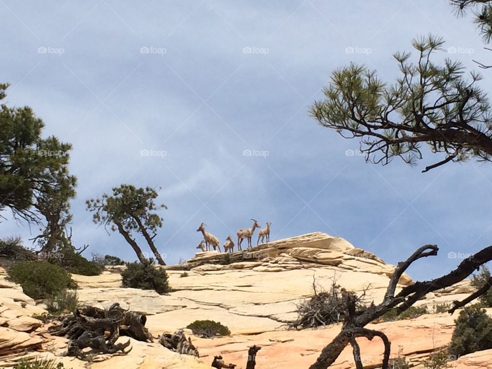 Tribe of goats . Goats on top of Mesa Zion park 