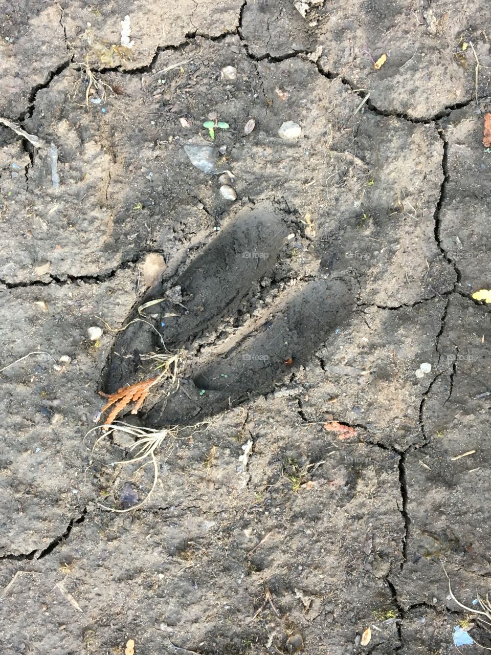 Deer track