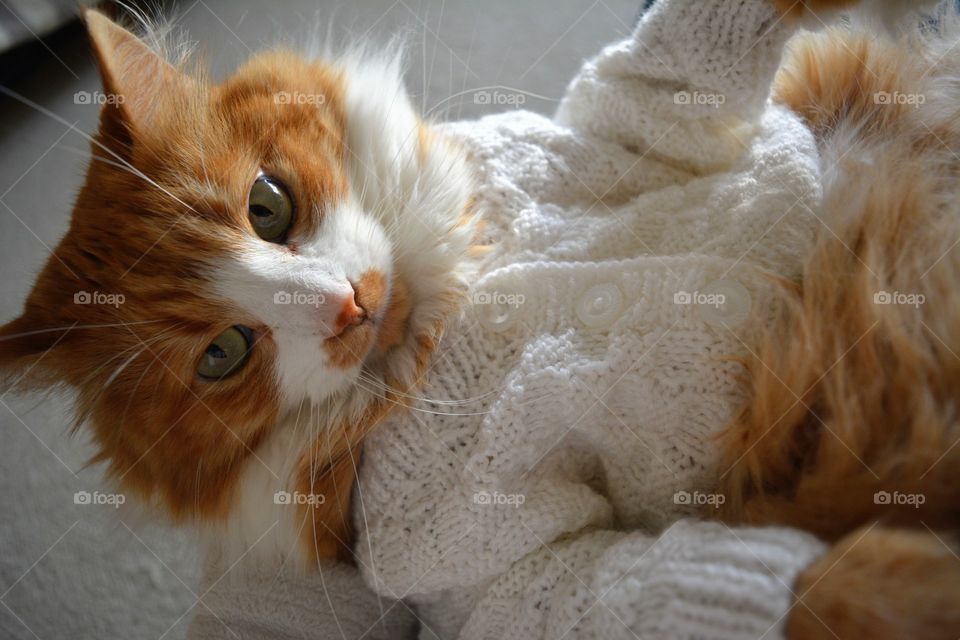 sweater weather cat in sweater beautiful portrait, cozy winter