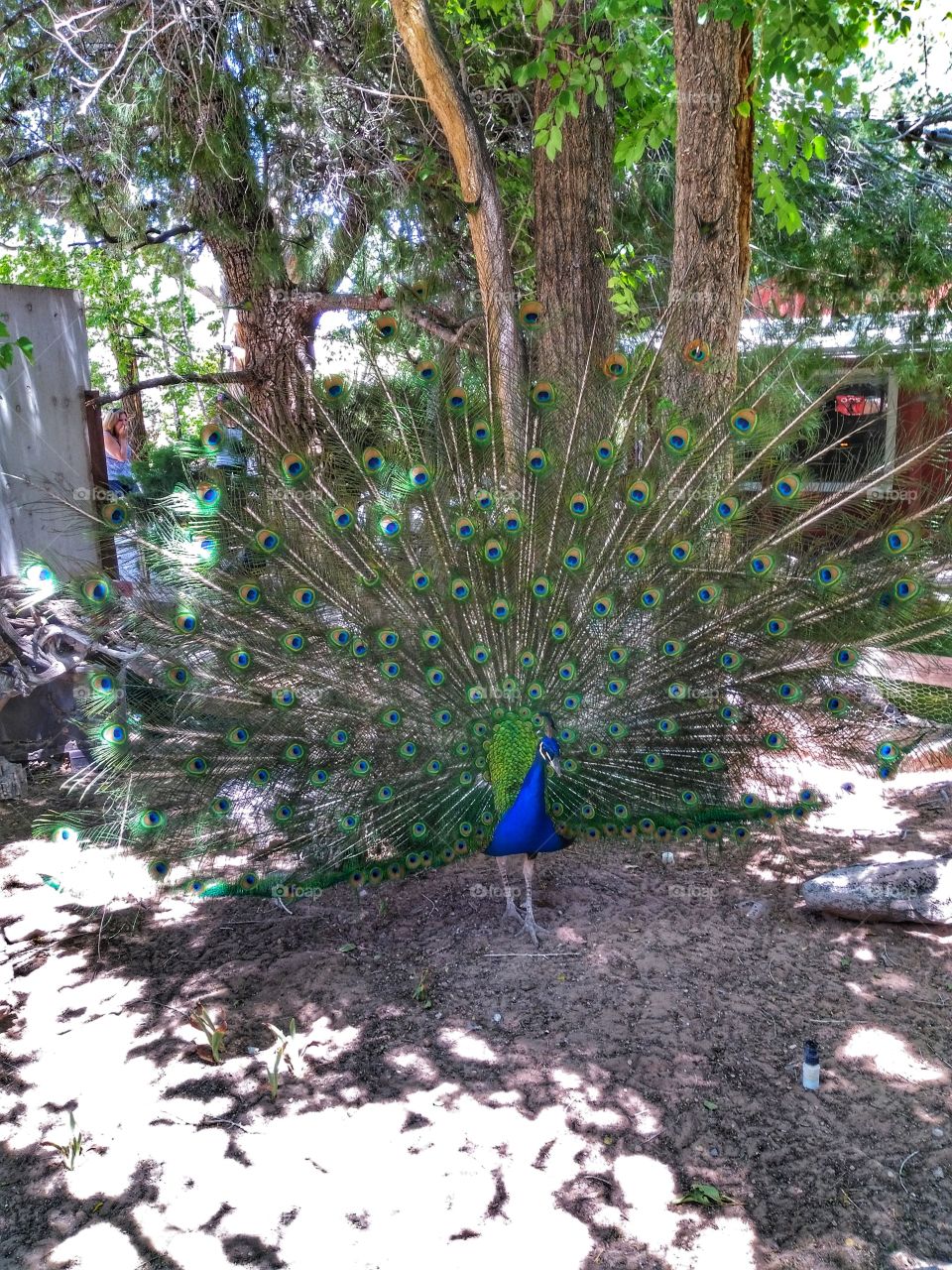 peacock in the desert