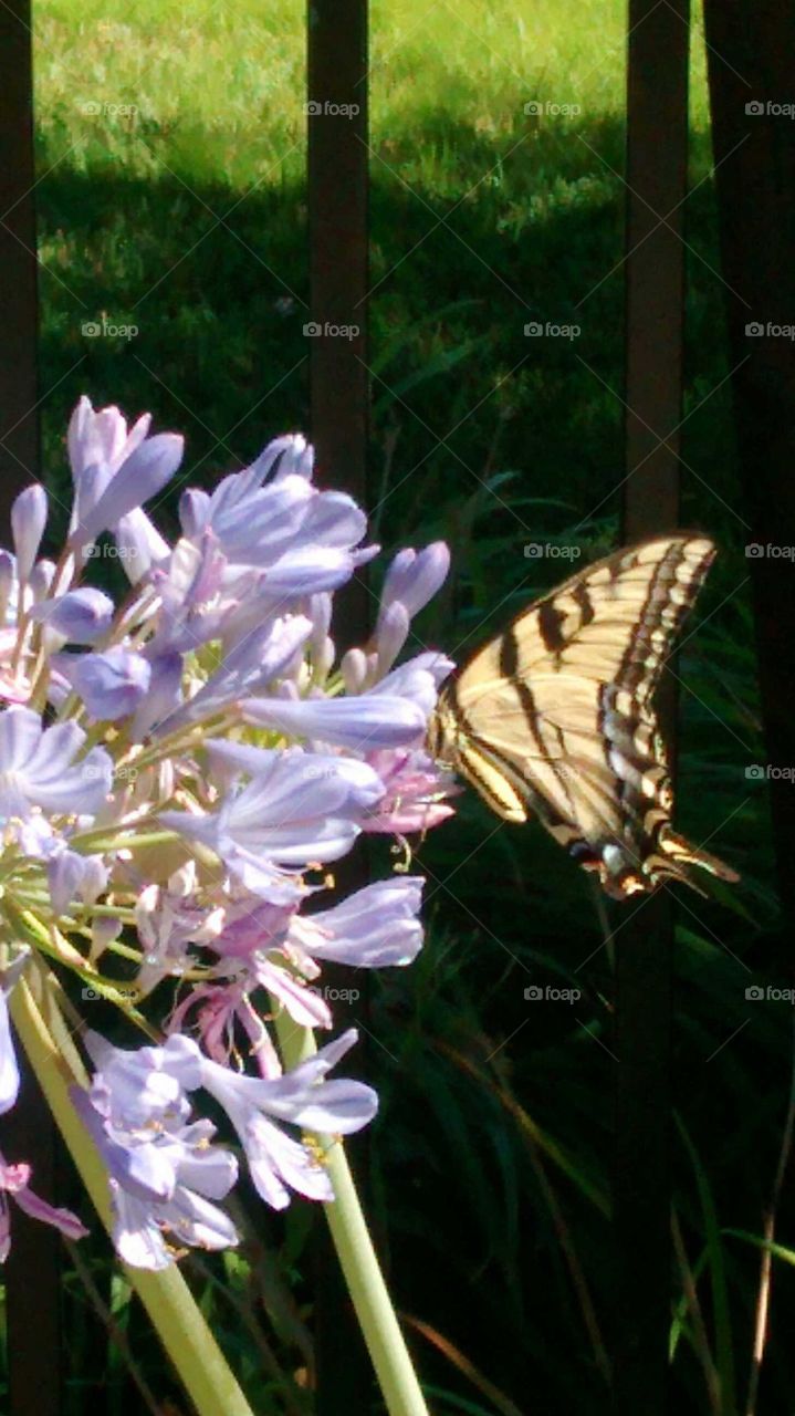 Butterfly in My Garden