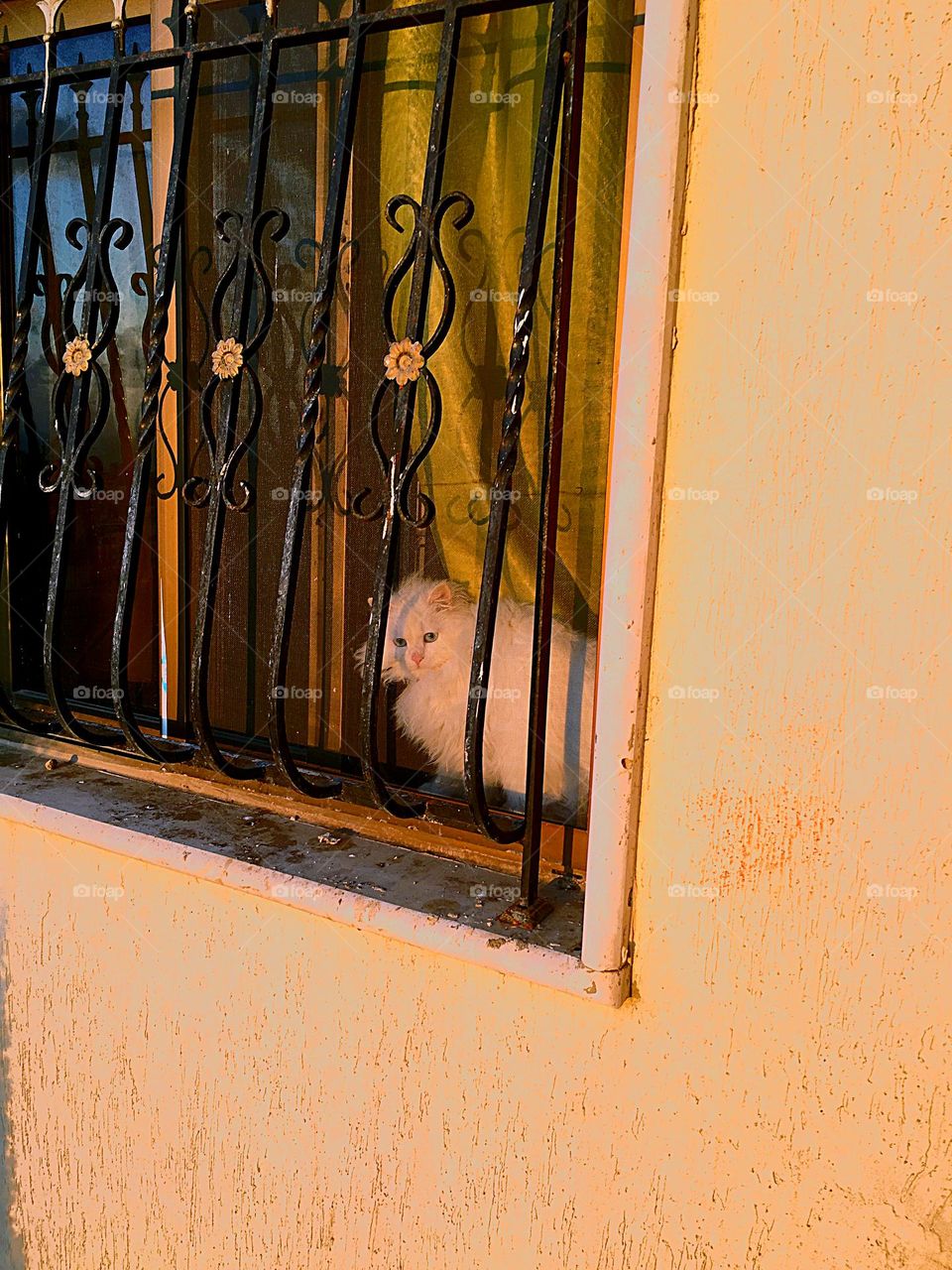 Misho looking at the sea