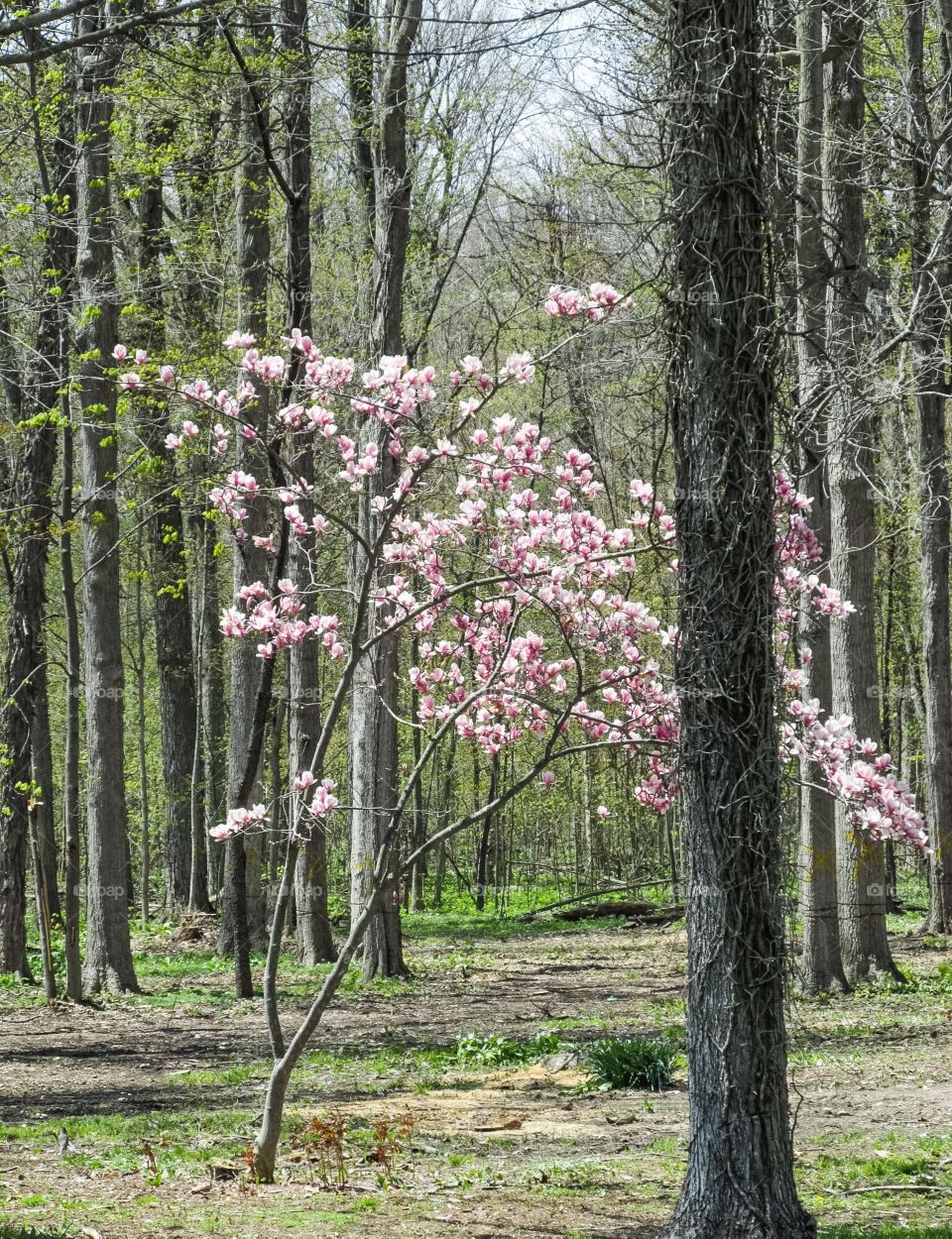 Spring Forest