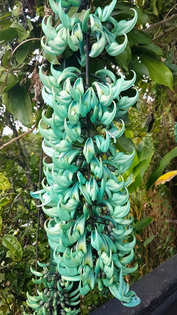 Emerald vine