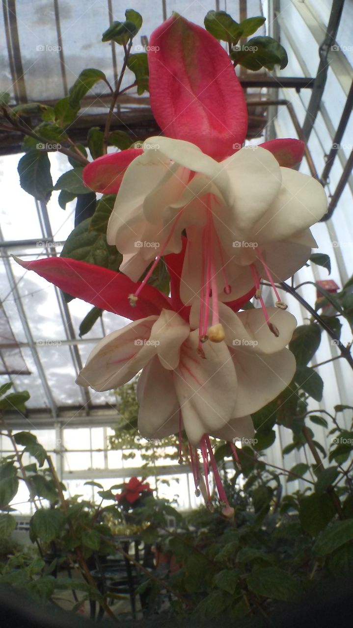 Fushia red and white