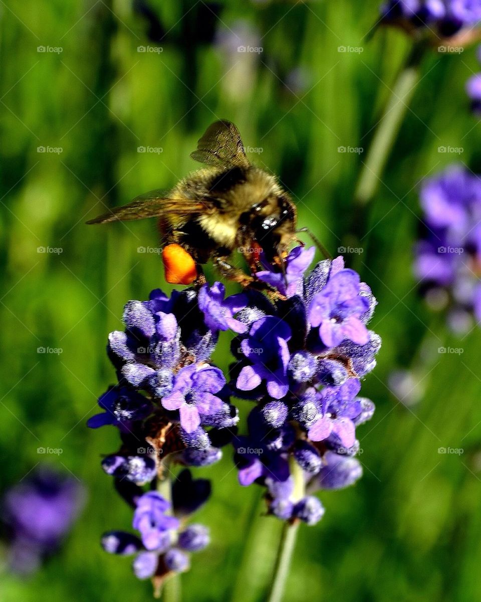 Honey bee on flower