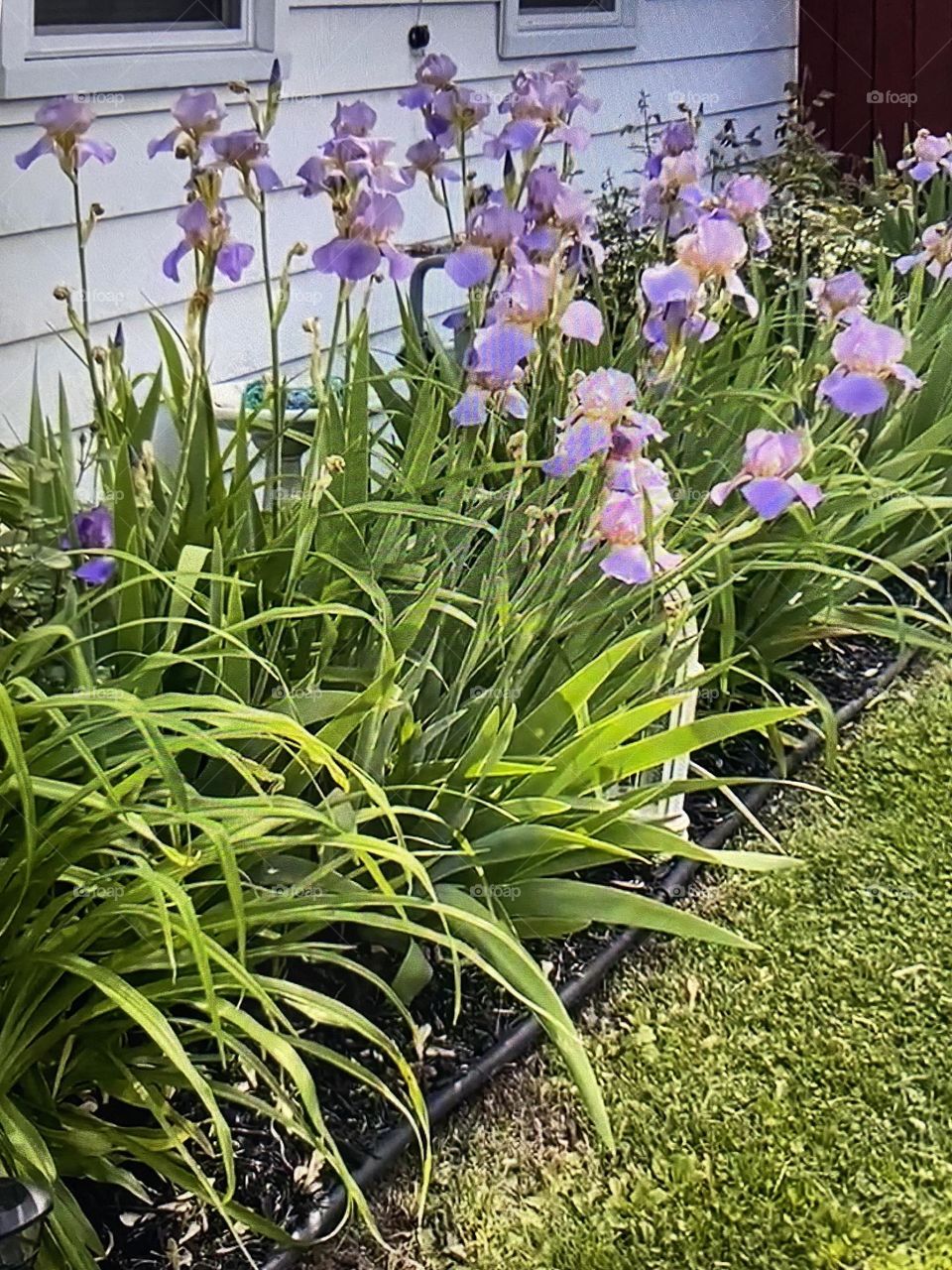 Pretty Iris’s!
