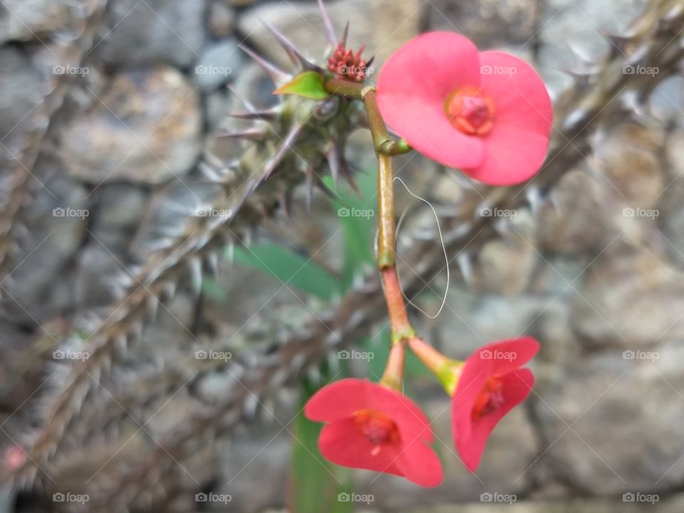 red Flower and thorns