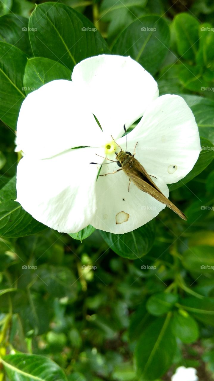 a beautiful butterfly drinking started honey with white flowers