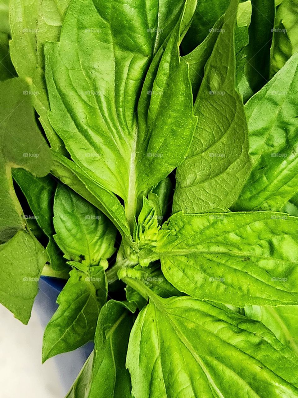 close up view of a bunch of bright green Basil leaves from a local market ready to be included in home cooked meals