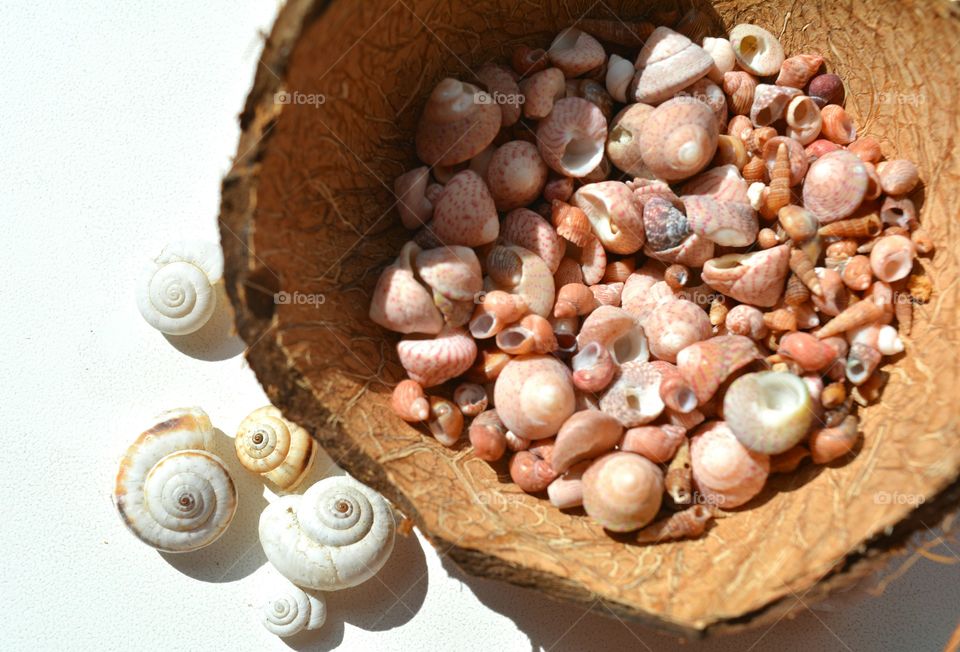 High angle view of conch shell