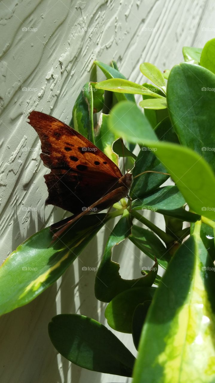 Butterfly Beauty. Beauty is everywhere around us. We just need to take a closer look.