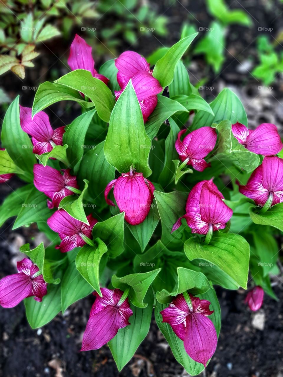 лиловые колокольчики