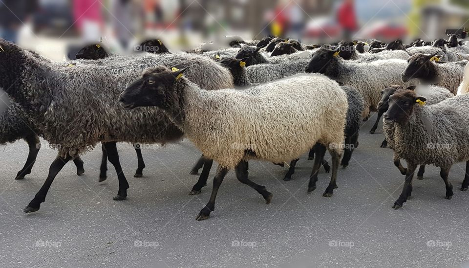 Walking sheep's