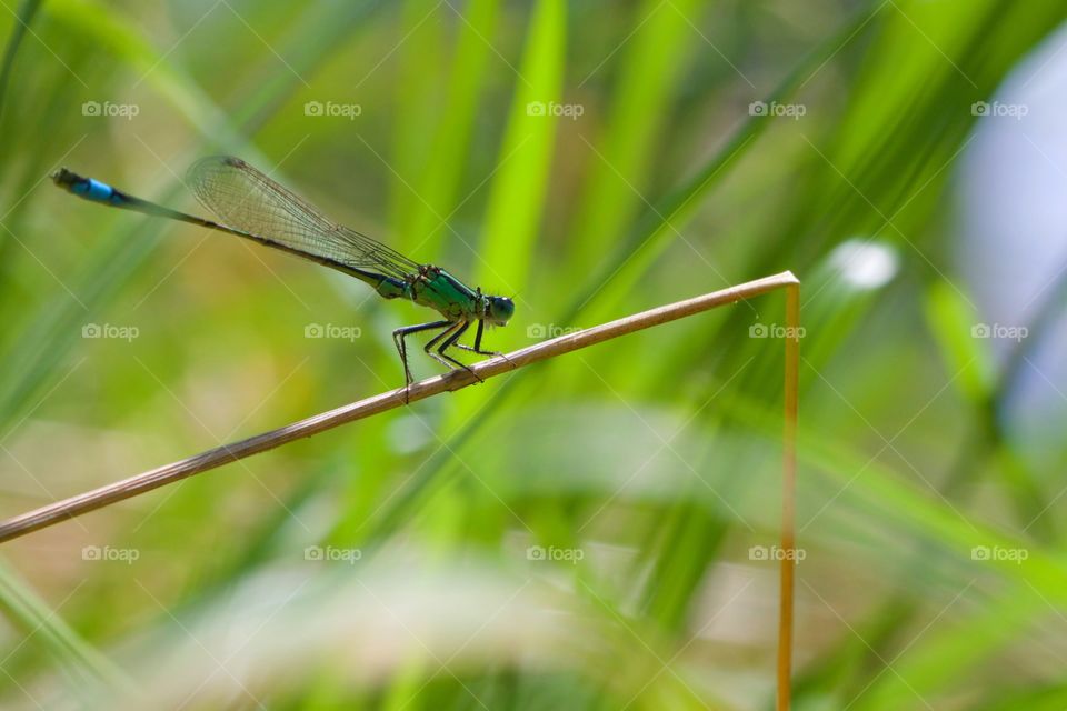 Close-up dragonfly on reed
