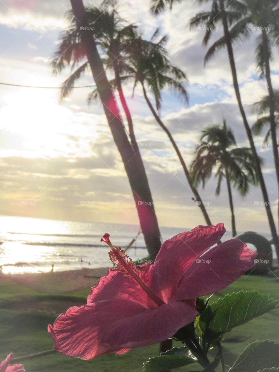 Hibiscus at sunset