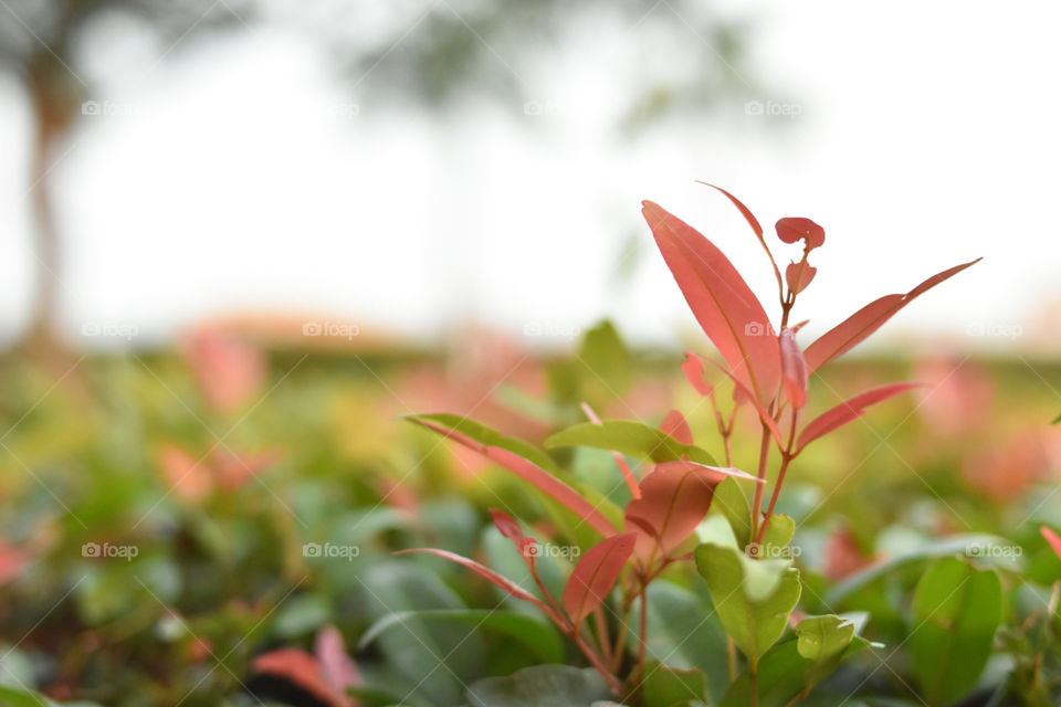 Red flower in the garden
