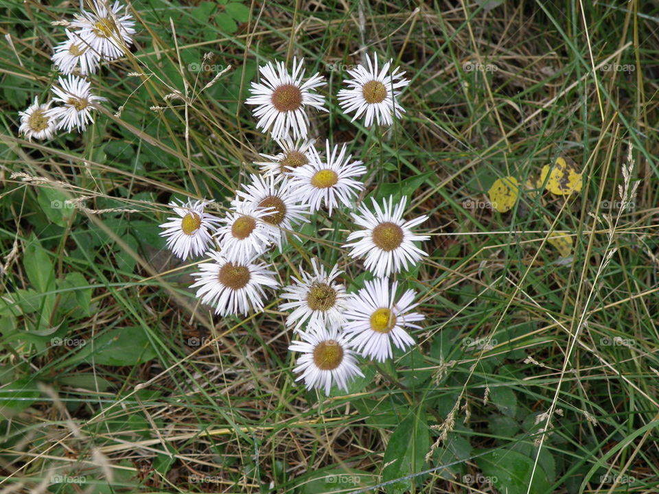 Daisy cluster