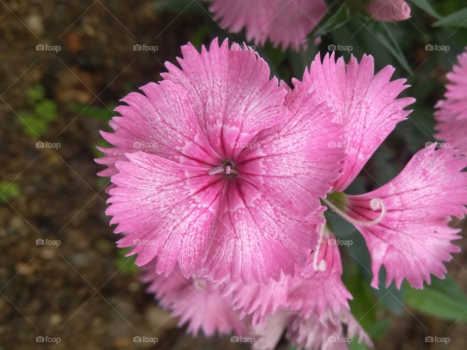 flower : the colour of nature