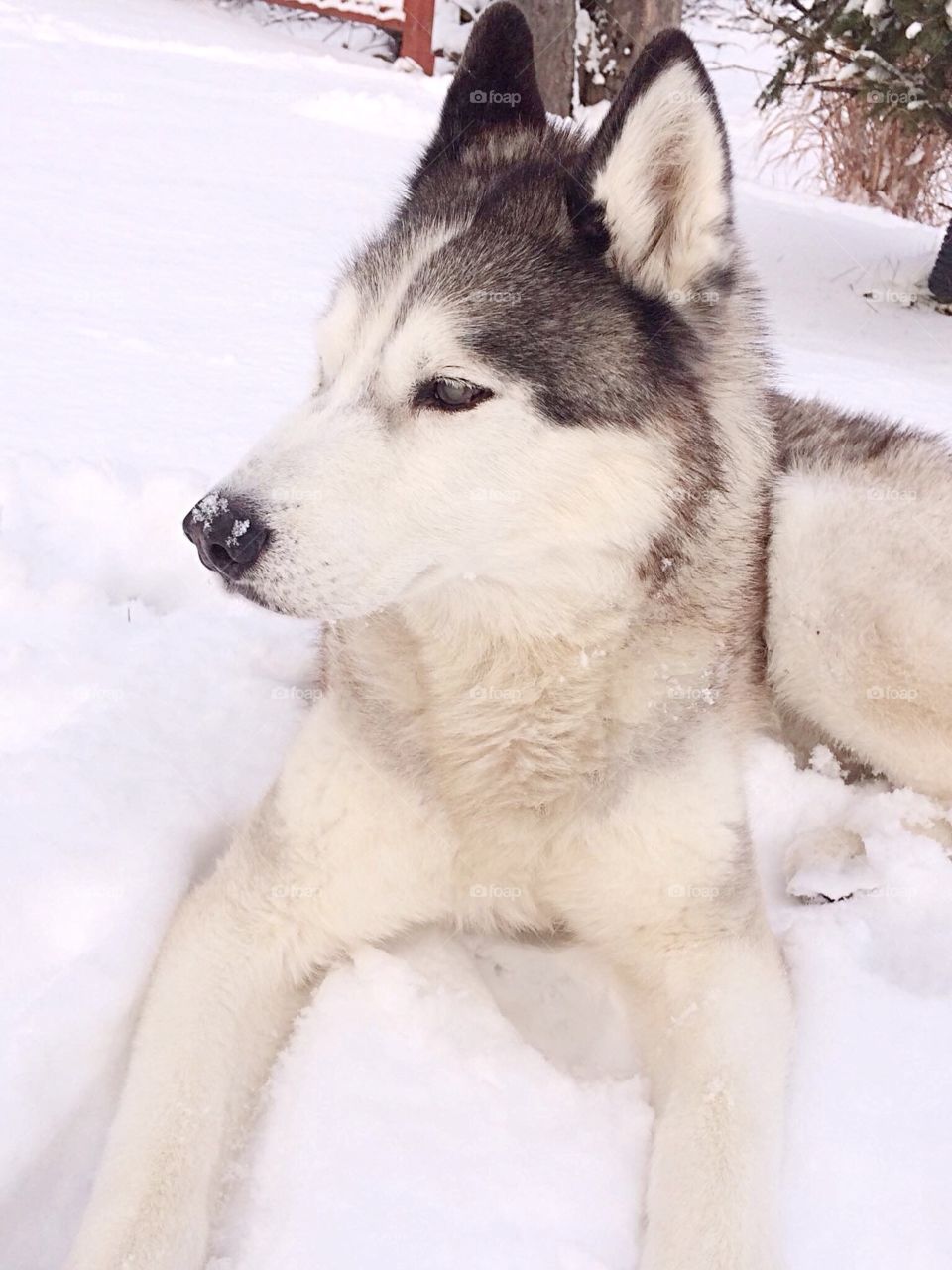 Incredible Husky Dogs