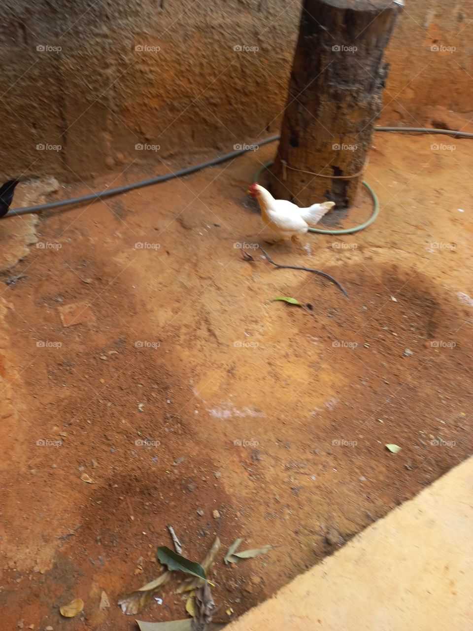 A Galinha caipira é criada solta, logo requer menos cuidados, livre de hormônios, e geralmente  é procurada por pessoas, que querem ter um estilo de vida saudável. Por serem aves onívoras, reciclam restos de comida e resíduos orgânicos  do quintal