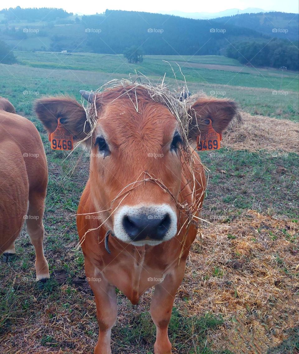 Pretty cow