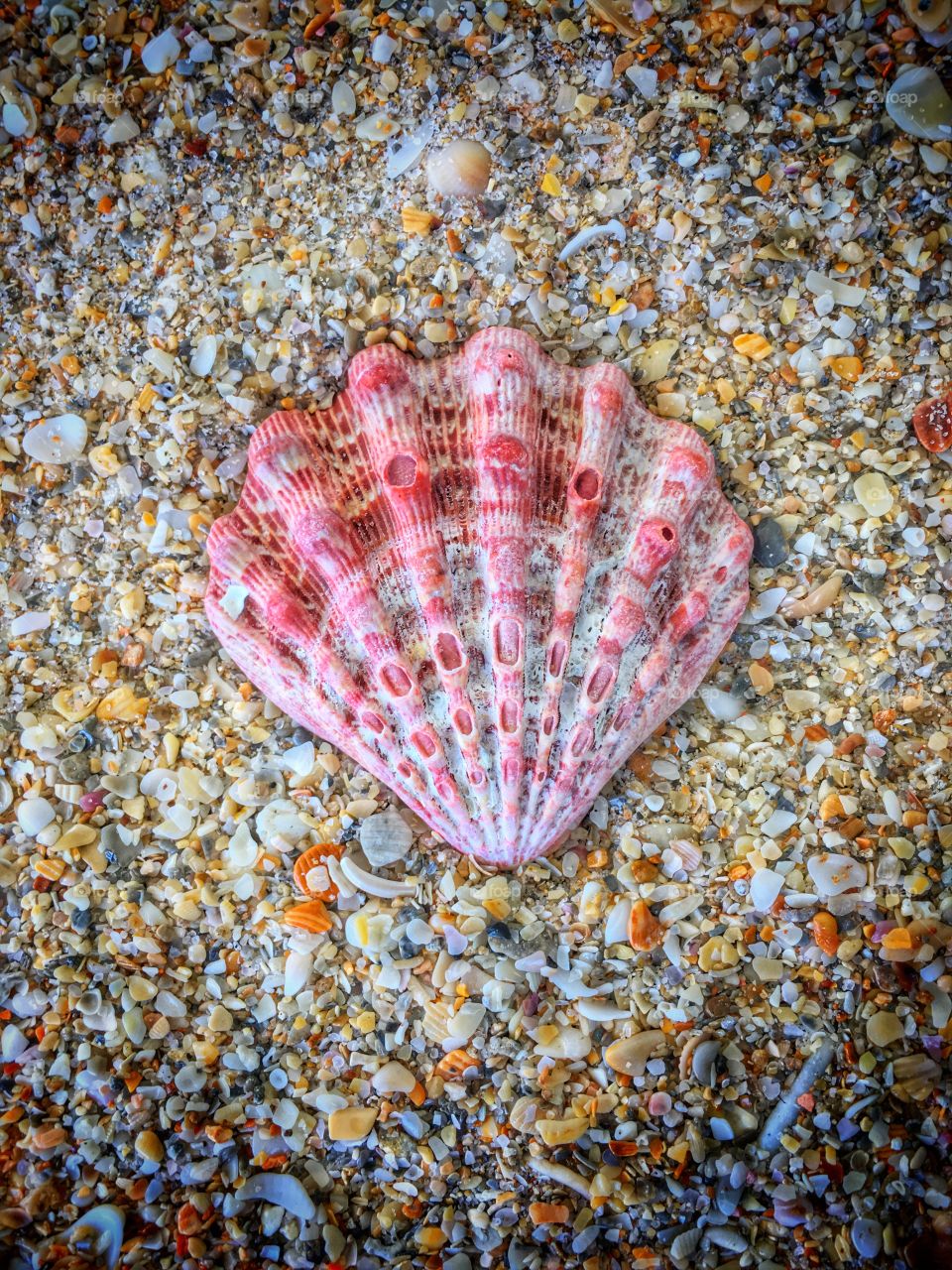 Elevated view of a mollusk