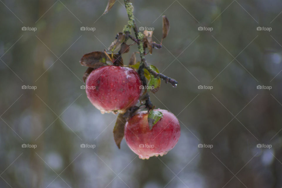 red apples on a tree branch in the winter garden