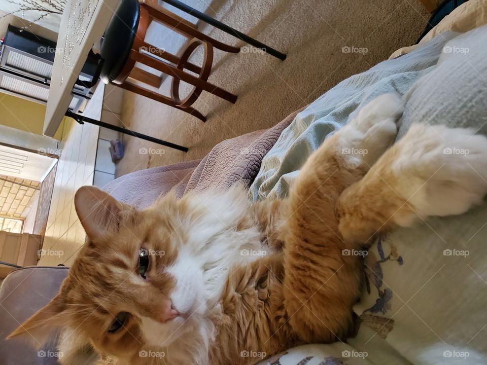 posed orange kitty with paws crossed