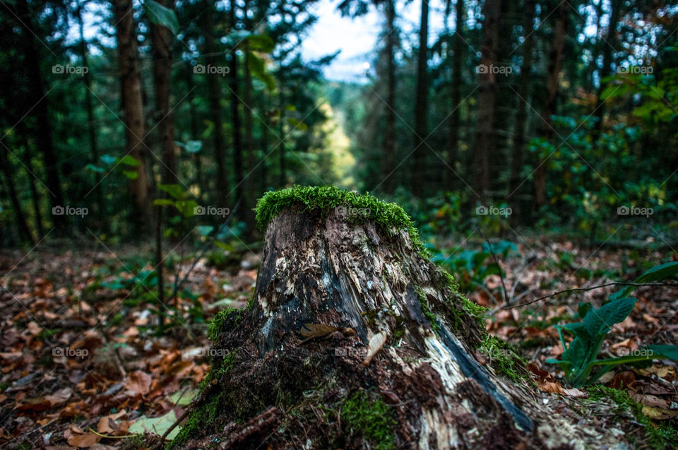 Just a tree in the middle of more trees