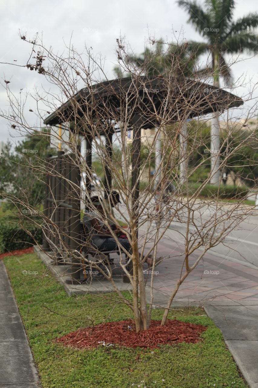 Bus stop and Tree