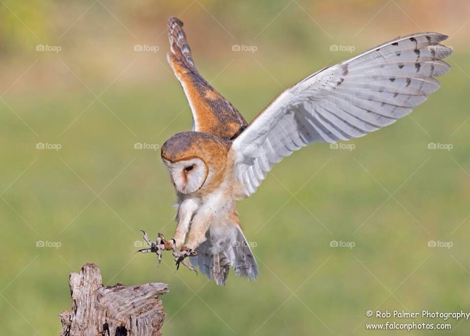 Barn owl landing