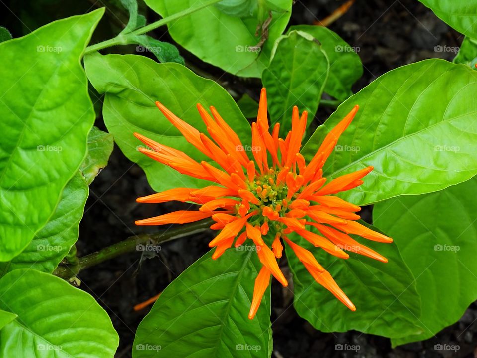 Orange flower