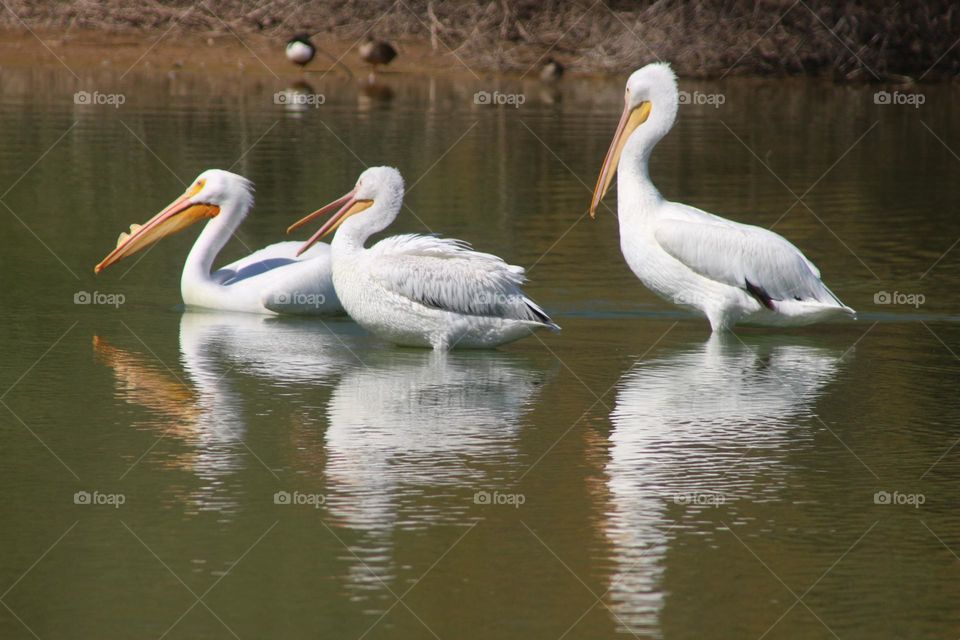 Three Pelicans in the Water