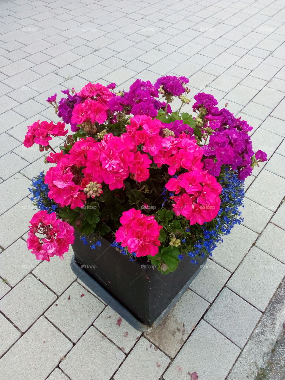beautiful flowers pot In summer time