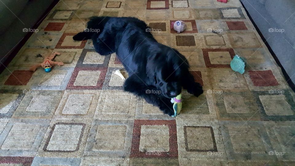 Dog, Floor, Mammal, Pavement, No Person