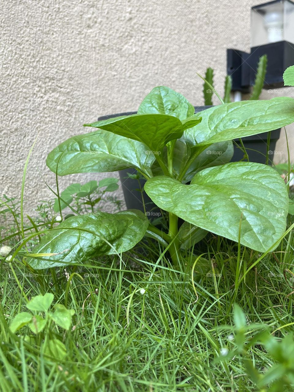 A small green tree full of life.