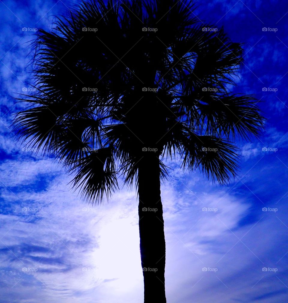 Reaching Skyward Palm