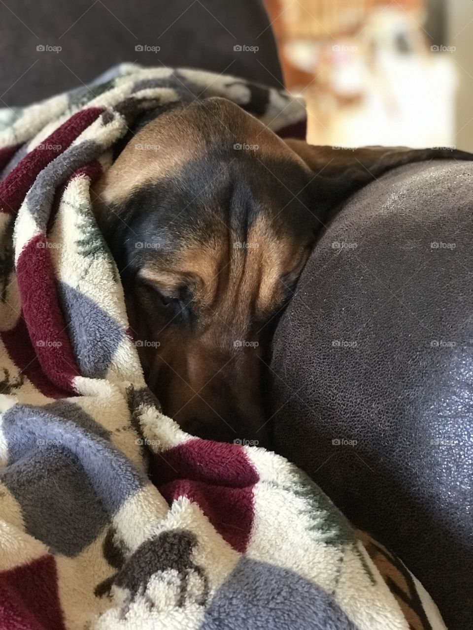 Cozy Bloodhound in blanket 