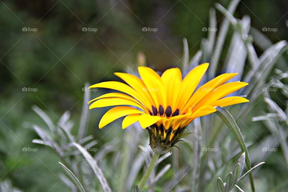 a beautiful flower in the garden