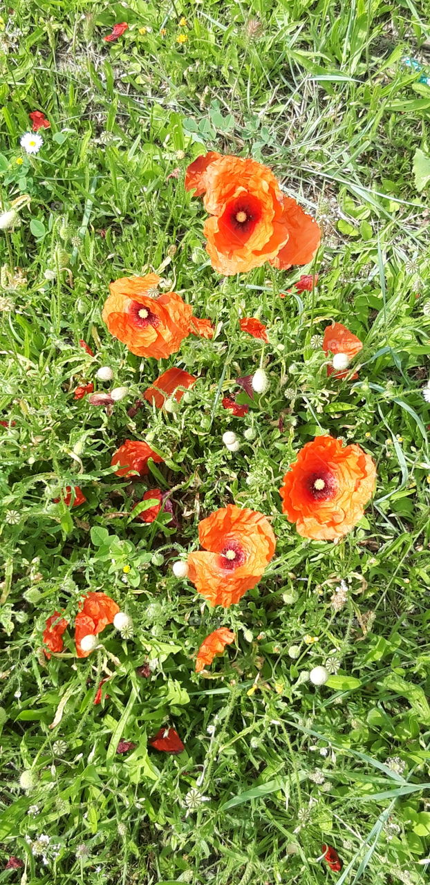 flowers in Chatou near Paris