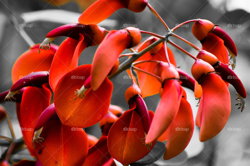 Bright orange buds isolated against a gray backdrop