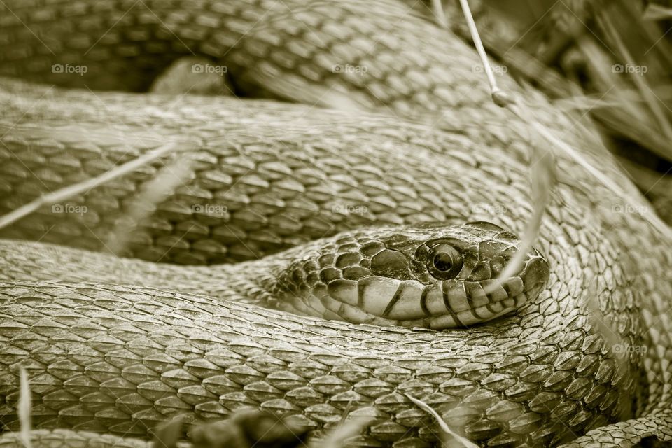 Monochrome image of a red-bellied water snake coiled up at Crowder Park in Apex, NC