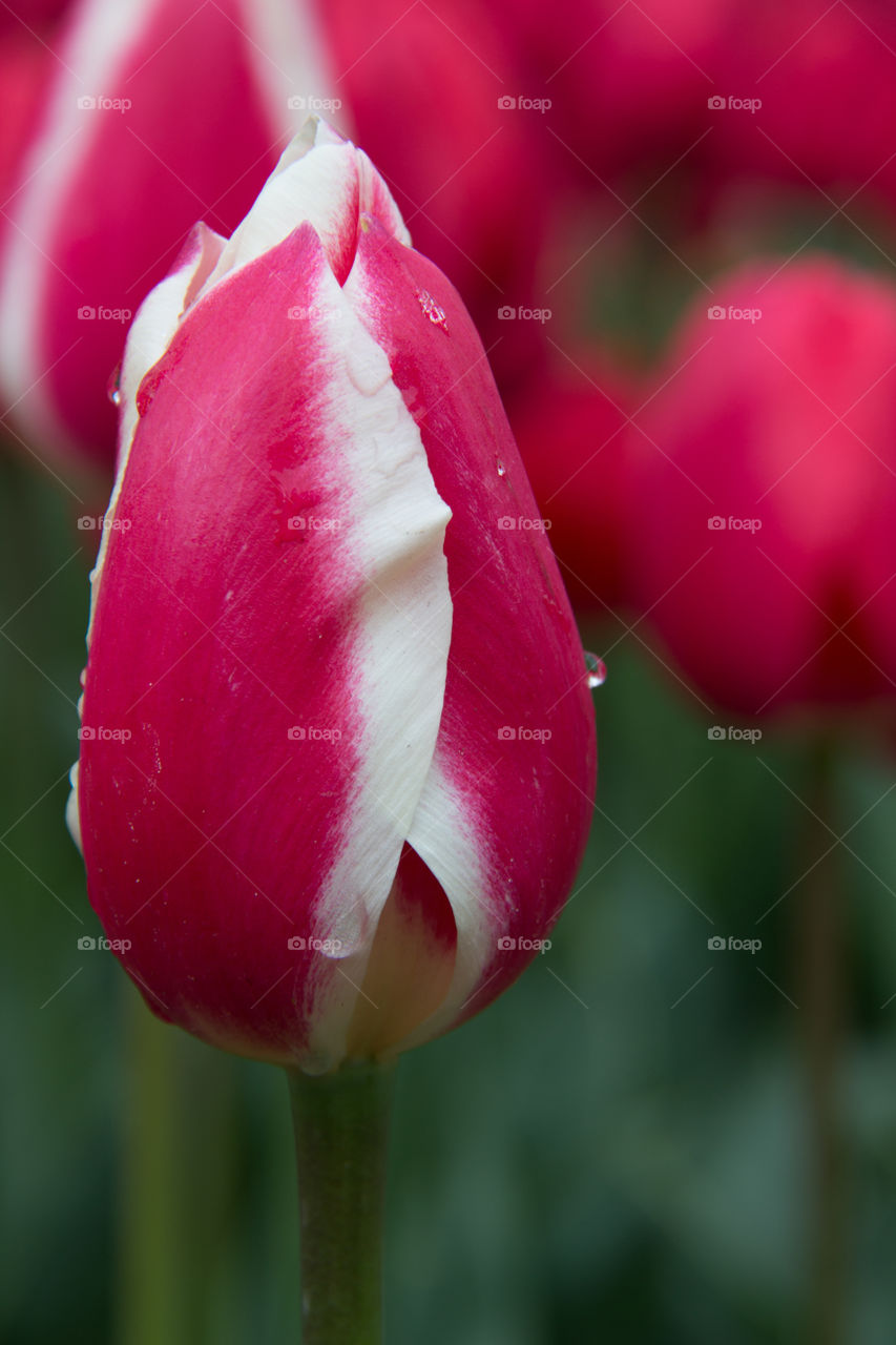 Tulips and water droplets 