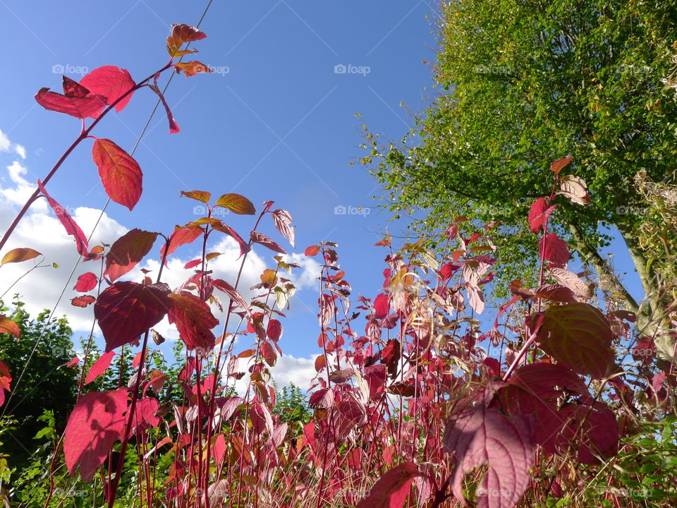 rot rosa Herbst Blätter Fteude Glück Himmel