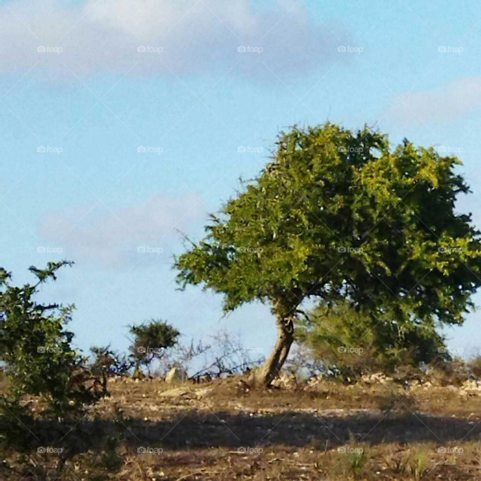 Argania spinosa tree at essaouira city in Morocco