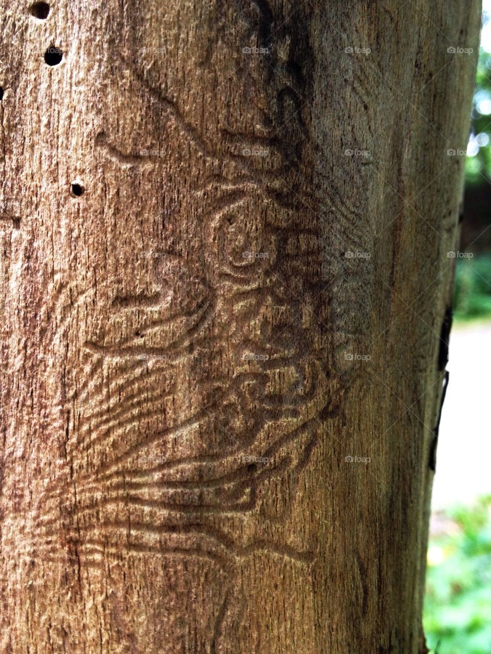 A tree tattoo